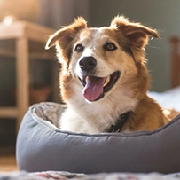 05/03 Cão