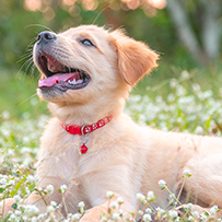 17/03 Cão