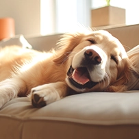 24/03 Cão