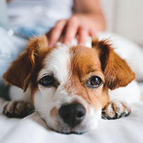 12/05 Cão