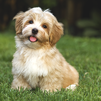 26/05 Cão