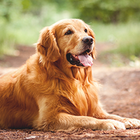 07/07  Cão