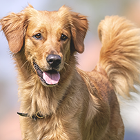 28/07  Cão