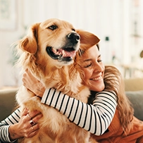 11/08  Cão